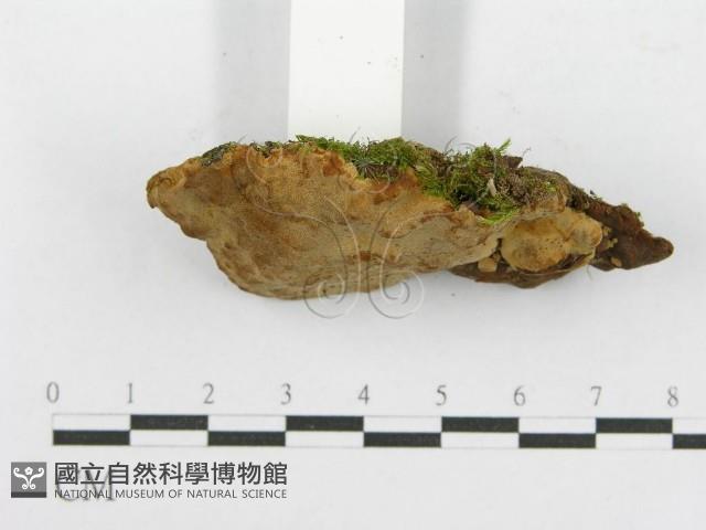 登錄號:F0017285藏品圖，第5張