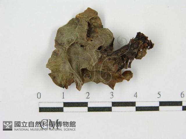 登錄號:F0000985藏品圖，第5張