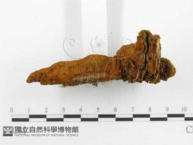 登錄號:F0014685藏品圖，第5張