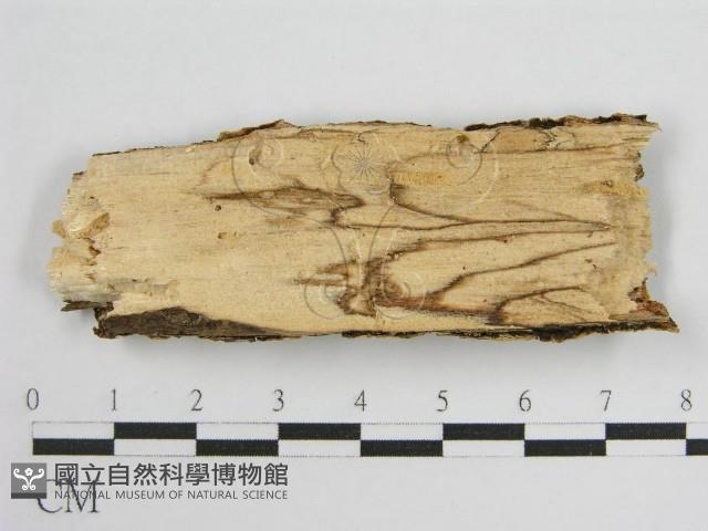 登錄號:F0010485藏品圖，第5張