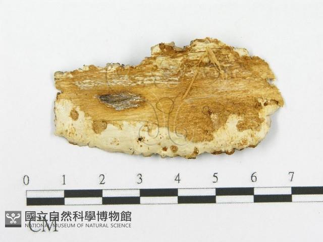 登錄號:F0017485藏品圖，第5張
