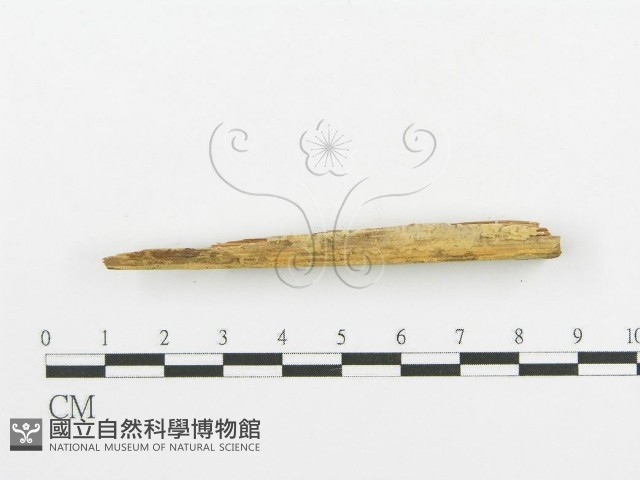 登錄號:F0016585藏品圖，第5張