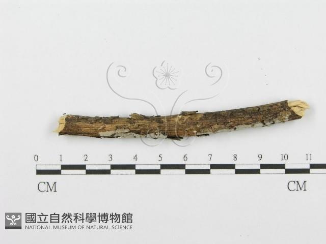 登錄號:F0001585藏品圖，第5張