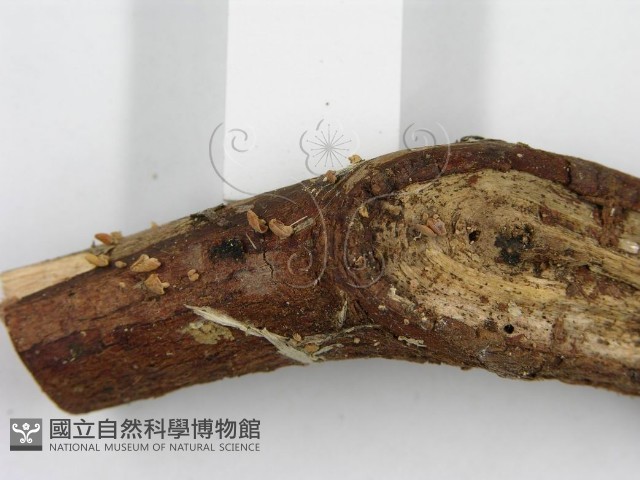 登錄號:F0007585藏品圖，第5張