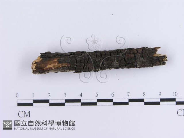 登錄號:F0013585藏品圖，第5張