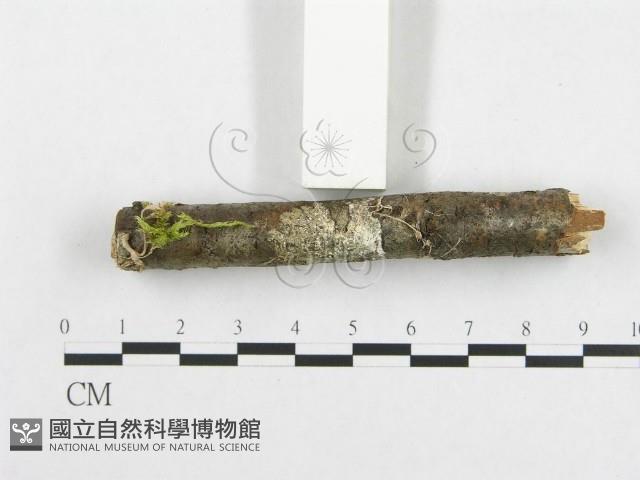 登錄號:F0012085藏品圖，第5張