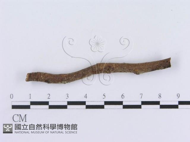 登錄號:F0009385藏品圖，第5張