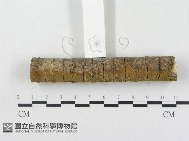 登錄號:F0005109藏品圖，第5張