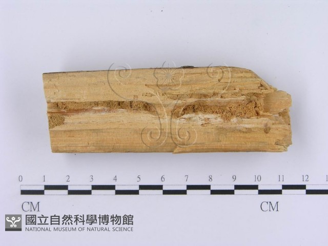 登錄號:F0002999藏品圖，第5張