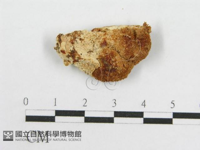 登錄號:F0017699藏品圖，第5張