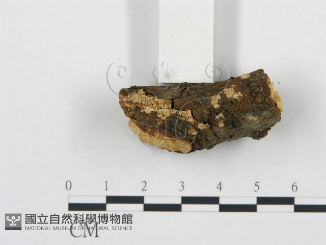 盤革菌屬藏品圖，第5張