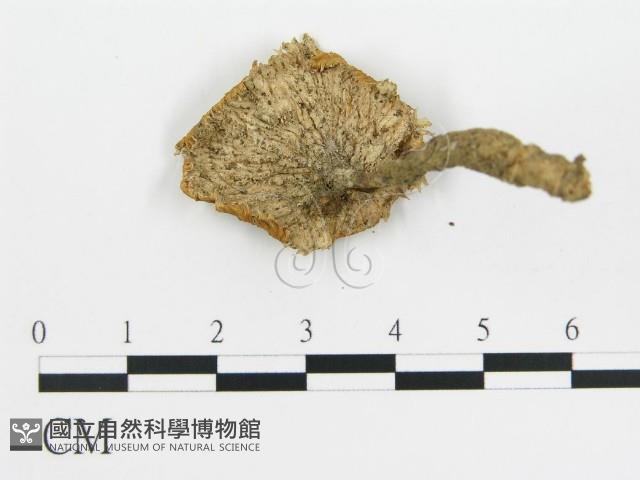 波邊革菌屬藏品圖，第5張