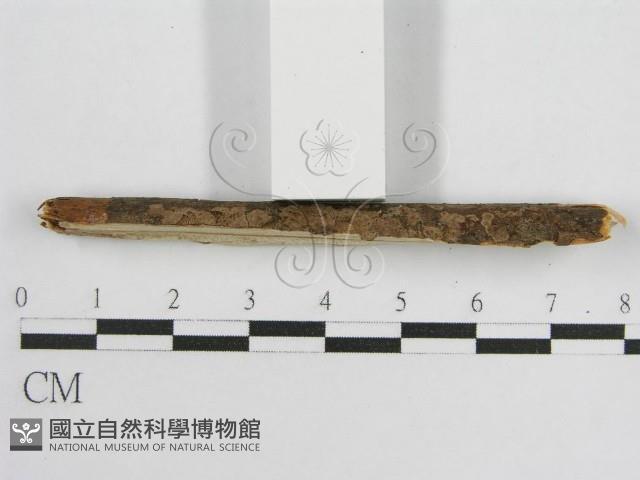 登錄號:F0017799藏品圖，第5張
