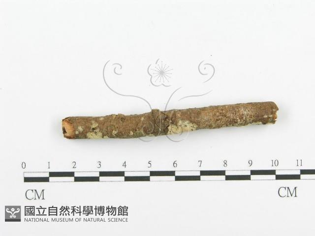 登錄號:F0020099藏品圖，第5張