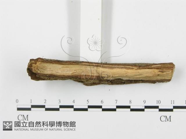 登錄號:F0004099藏品圖，第5張