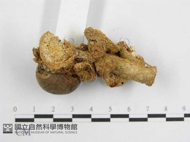 微皮傘屬藏品圖，第5張