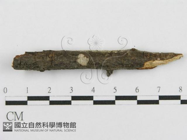 登錄號:F0011989藏品圖，第5張