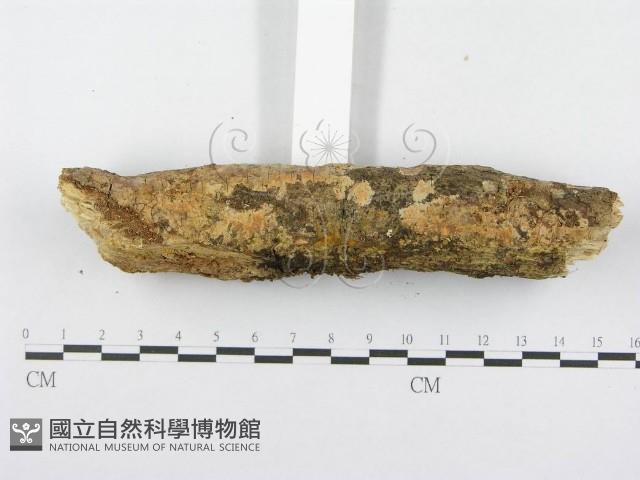 登錄號:F0014989藏品圖，第5張