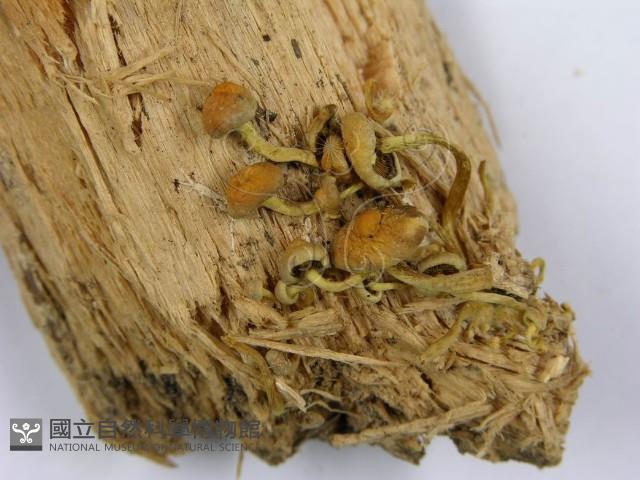 登錄號:F0001689藏品圖，第5張