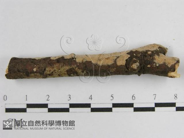 登錄號:F0010489藏品圖，第5張