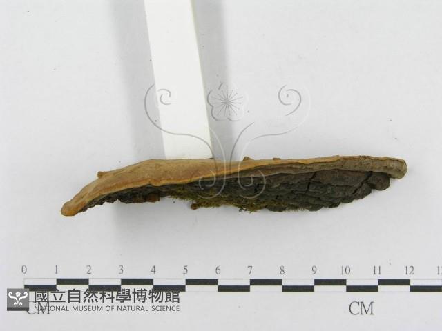 木層孔菌屬藏品圖，第5張