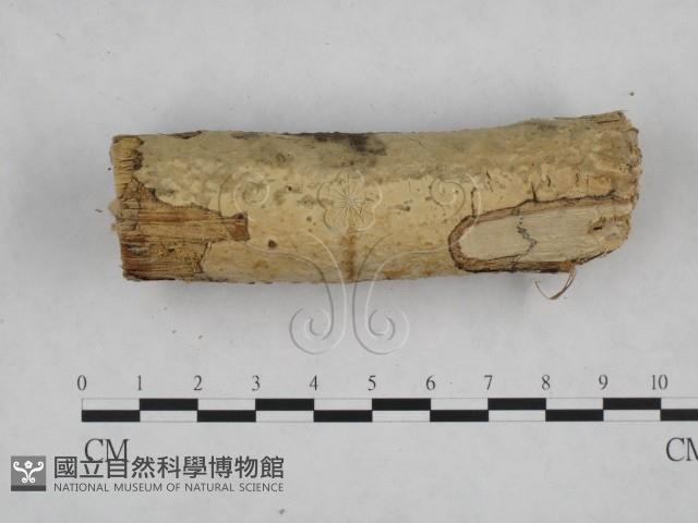 登錄號:F0021789藏品圖，第5張