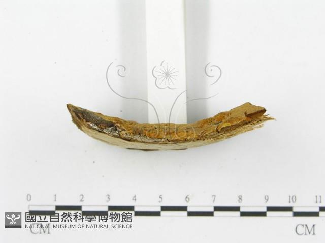 登錄號:F0015789藏品圖，第5張