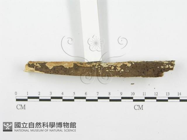 登錄號:F0001589藏品圖，第5張