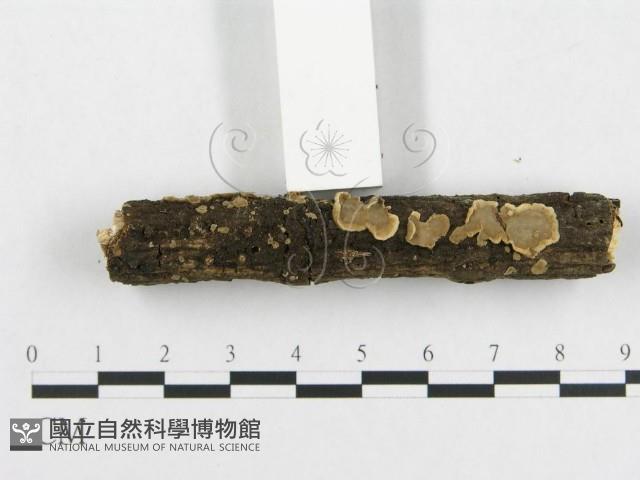 登錄號:F0000089藏品圖，第5張