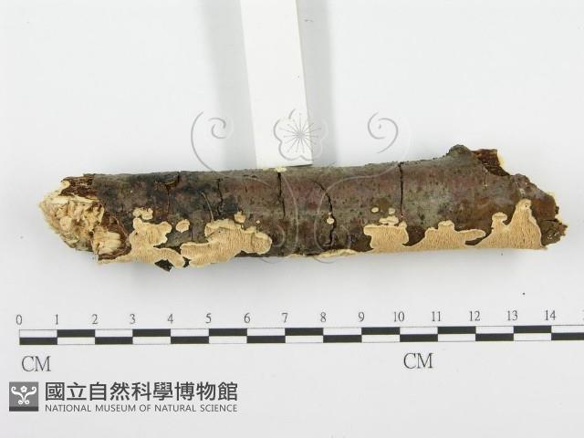 登錄號:F0001389藏品圖，第5張