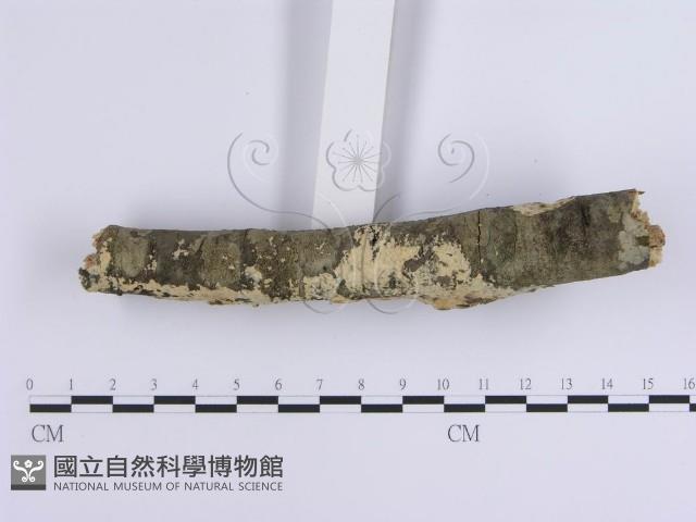 登錄號:F0002389藏品圖，第5張