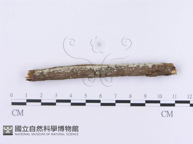 登錄號:F0002993藏品圖，第5張