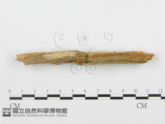 登錄號:F0005993藏品圖，第5張