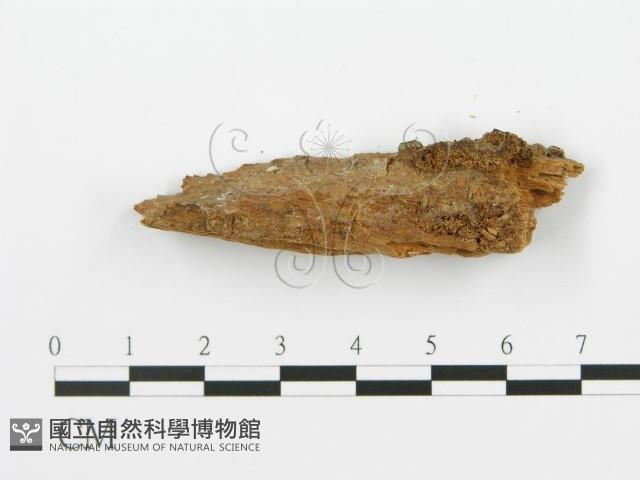 登錄號:F0016793藏品圖，第5張