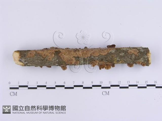 韌革菌屬藏品圖，第5張