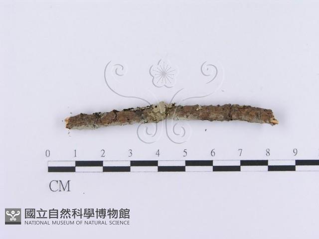 登錄號:F0001193藏品圖，第5張