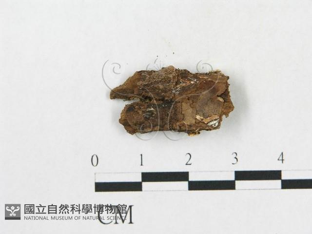 登錄號:F0017283藏品圖，第5張