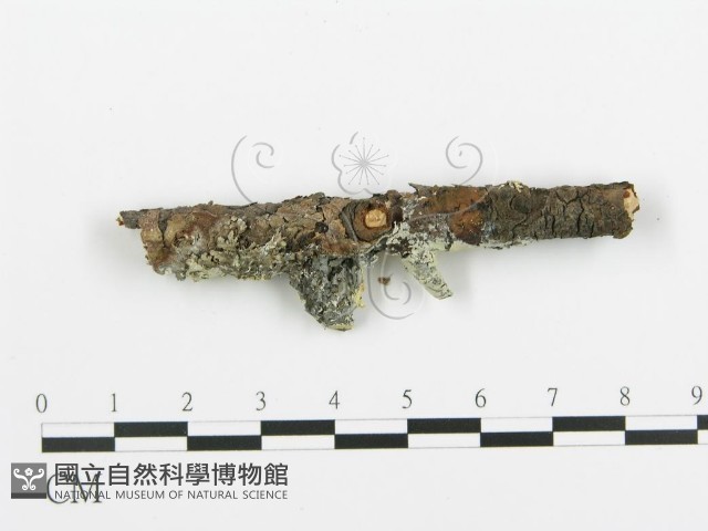 阿太菌屬藏品圖，第5張