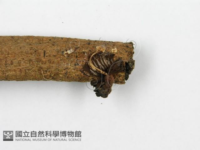 鬼傘屬藏品圖，第5張