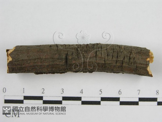 登錄號:F0011983藏品圖，第5張