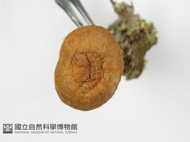 登錄號:F0001683藏品圖，第5張