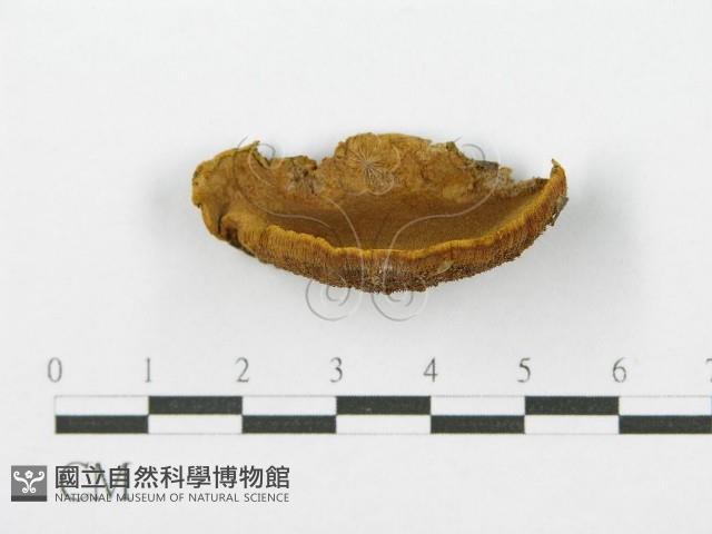 登錄號:F0016483藏品圖，第5張