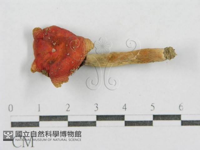 紅菇屬藏品圖，第5張