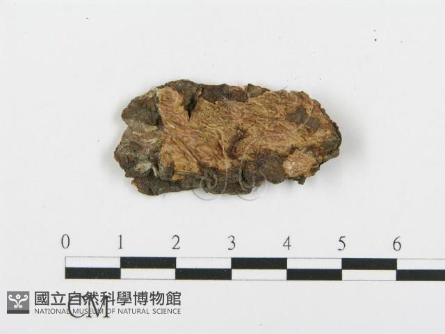 登錄號:F0019783藏品圖，第5張