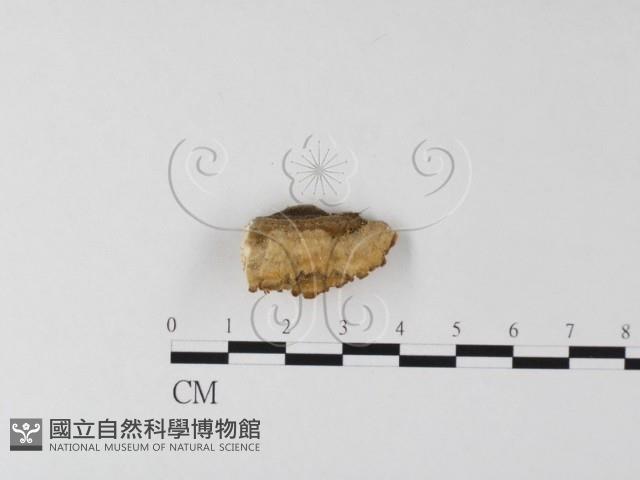 登錄號:F0017583藏品圖，第5張