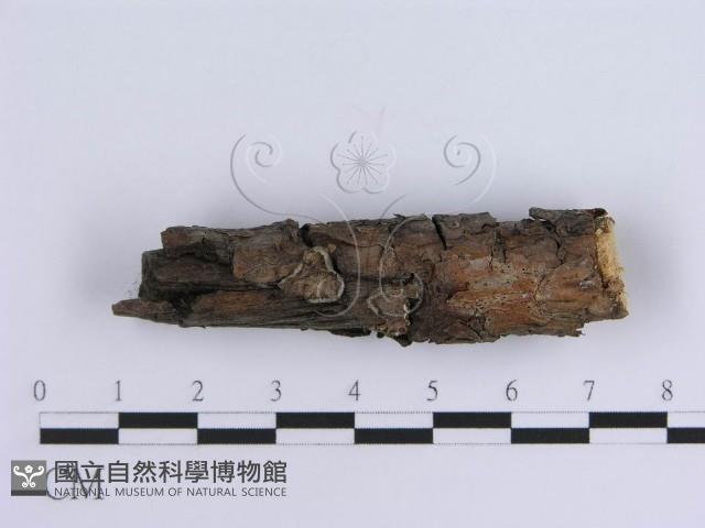 登錄號:F0013583藏品圖，第5張