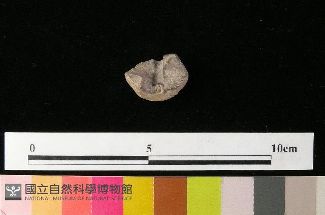 紡輪藏品圖，第4張