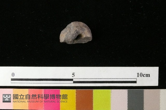 紡輪藏品圖，第4張