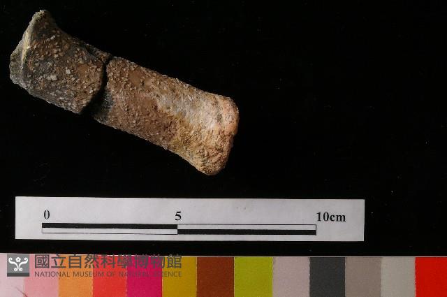 獸足藏品圖，第4張