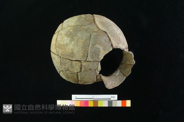 陶罐藏品圖，第4張